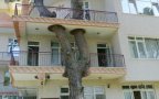 Architecture around the trees cover 526x268