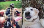 Belly rub2
