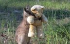 Orphaned kangaroo teddy bear fb