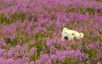 Orso polare campo fiori
