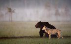 Rare animal friendship gray wolf brown bear lassi rautiainen finland