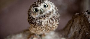 650x433x21 owls that have stolen the show 14 is a little nugget15.jpeg.pagespeed.ic.ji3rbmHJm2