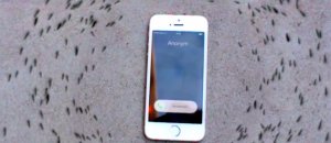 Ecco cosa succede alle formiche quando squilla il telefono
