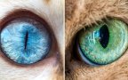These Brilliant Macro Photos Of Cats Eyes Are Hypnotic