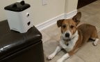 Petbot