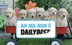 Puppies6