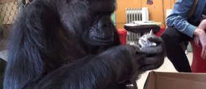 Koko2