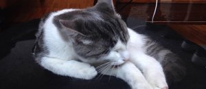 Cat cafe milano