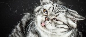 Shake shaking cats carli davidson 3 670x597