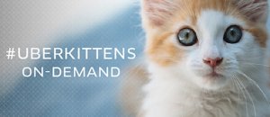 Uberkittens
