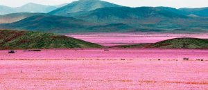 Mario Ruiz Atacama flowers