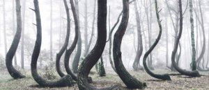 Foresta storta