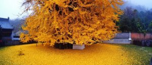 La spettacolare caduta delle foglie dorate di un albero vecchio 1400 anni