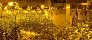 Coltivazione marijuana