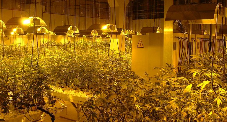 Coltivazione marijuana