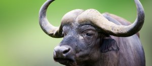 Bufala del Sud Africa