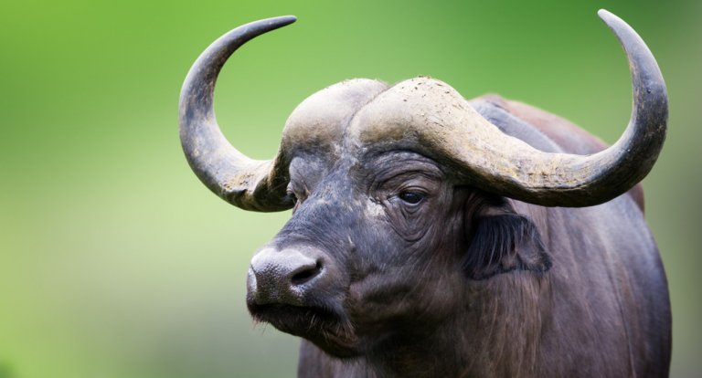 Bufala del Sud Africa