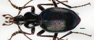 Scaphinotus hoodooensis