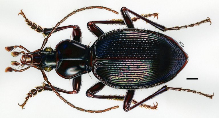 Scaphinotus hoodooensis
