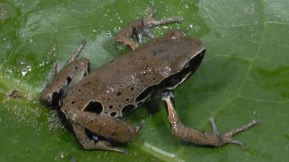 Cardioglossa congolia