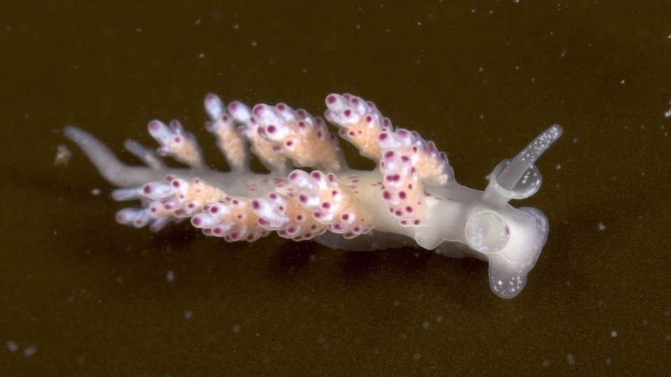Doto africoronata