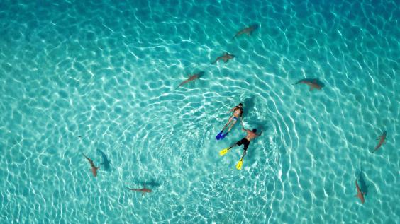 1° premio Nature: Snorkeling with sharks, di Tahitiflyshoot
