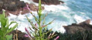 Odontonema aliciae