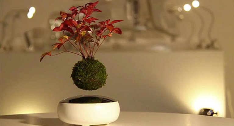 Il bonsai che fluttua a mezz’aria è l’unica pianta che vorrai avere in casa
