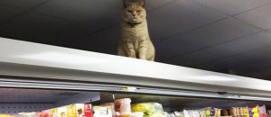 Gatto