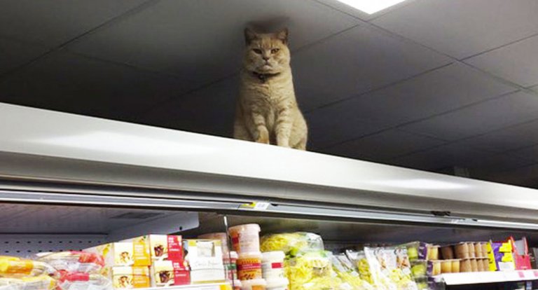Gatto