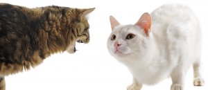 Gatti di merda