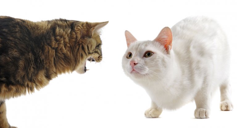 Gatti di merda