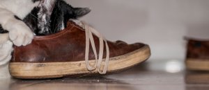 Gatto