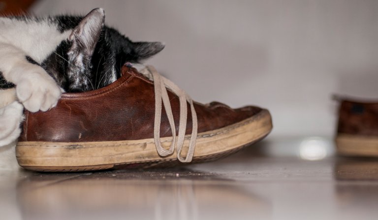 15 modi in cui avere un gatto ti cambia la vita