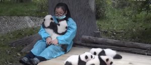 Panda cuddle