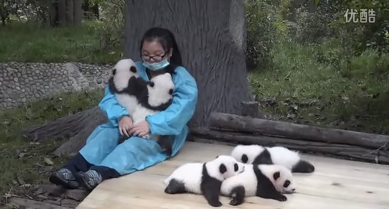 Panda cuddle