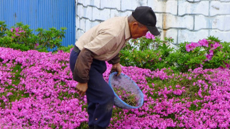 Quest’uomo ha piantato migliaia di fiori solo per regalare il loro profumo alla moglie cieca
