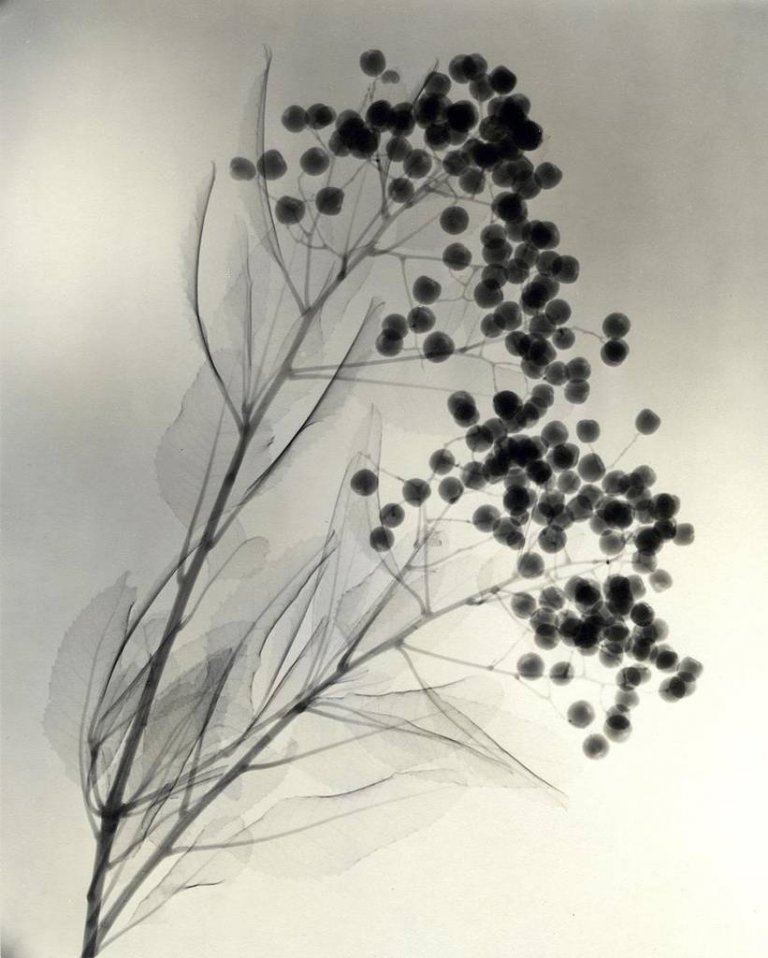 Le stupende foto dei fiori a raggi X direttamente dagli anni ’30