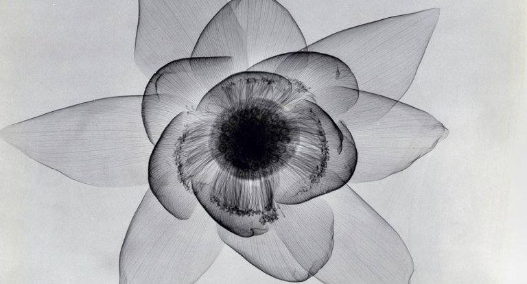 Le stupende foto dei fiori a raggi X direttamente dagli anni ’30