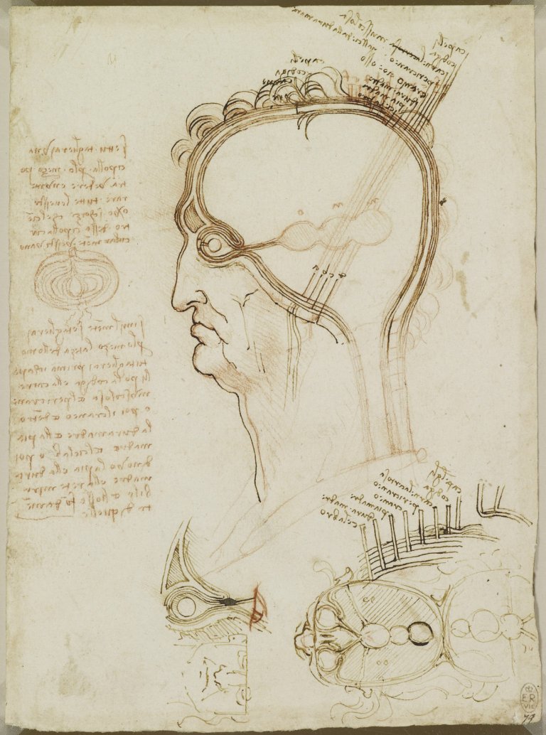 L’anatomia umana secondo Leonardo da Vinci