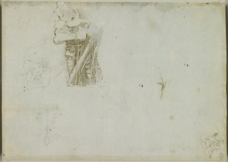 L’anatomia umana secondo Leonardo da Vinci