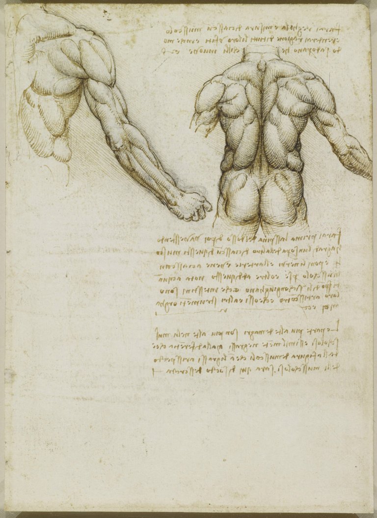 L’anatomia umana secondo Leonardo da Vinci