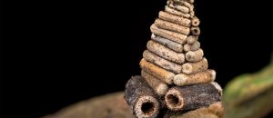 Le microscopiche architetture degli insetti fotografate da Nick Bay