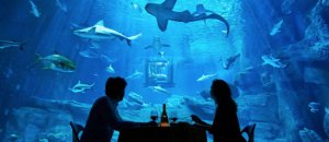 Night At The Shark Aquarium