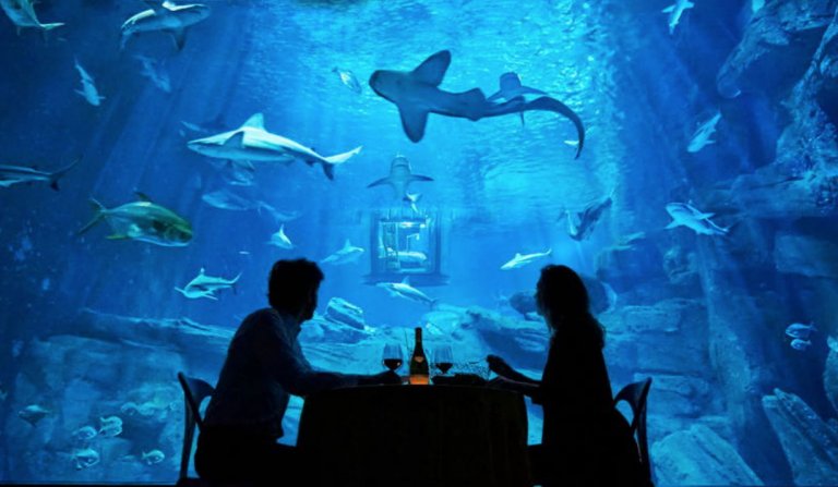 Night At The Shark Aquarium