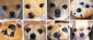 Corgi