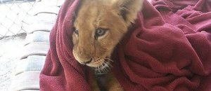 Leone cucciolo
