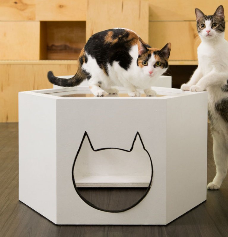 Il Meow Parlour di New York