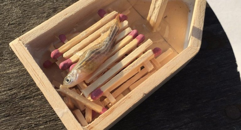 Funerale vichingo pesce