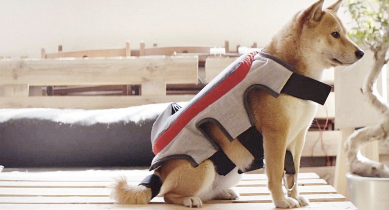 Adesso il tuo cane può scattare e postare da solo le sue foto su Facebook, come un vero influencer